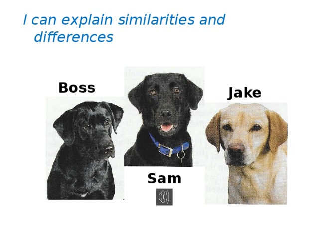 I can explain similarities and differences Boss Jake Sam