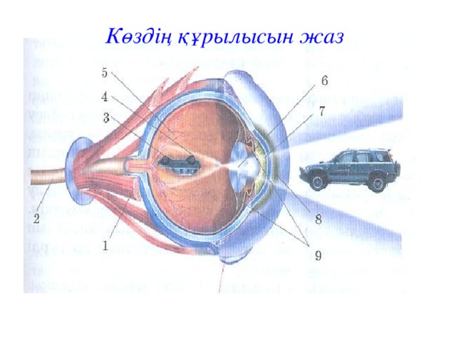 Көздің құрылысын жаз