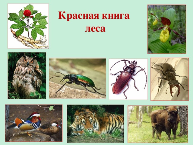 Животные леса 4 класс