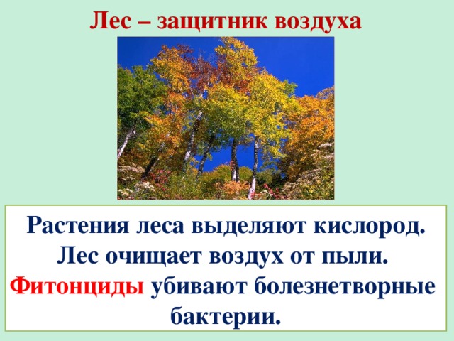 Кислород лес