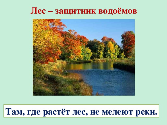 Лес защитник воздуха водоемов и почв рисунок