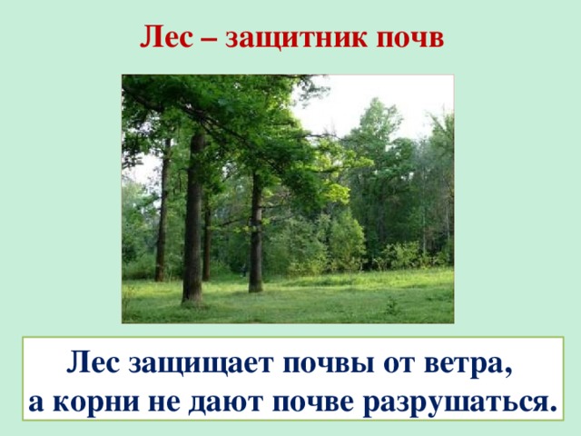 Лес защитник воздуха водоемов и почв рисунок