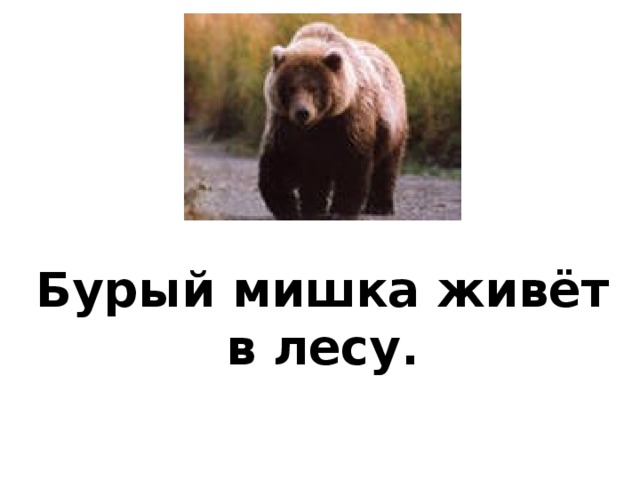 Бурый мишка живёт в лесу. Работа с предложением. Составление предложений, анализ. Работа с орфограммами. Запись.