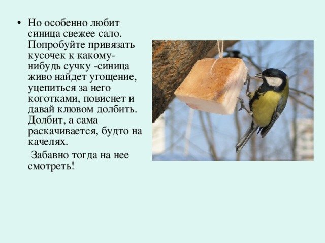 Но особенно любит синица свежее сало. Попробуйте привязать кусочек к какому-нибудь сучку -синица живо найдет угощение, уцепиться за него коготками, повиснет и давай клювом долбить. Долбит, а сама раскачивается, будто на качелях.