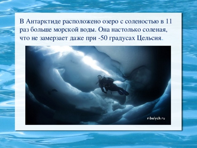 В Антарктиде расположено озеро с соленостью в 11 раз больше морской воды. Она настолько соленая, что не замерзает даже при -50 градусах Цельсия . .