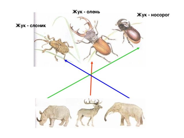 Жук - олень Жук - носорог Жук - слоник