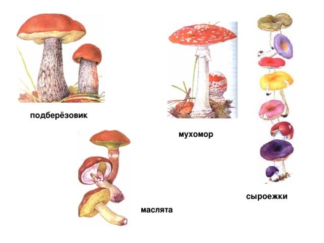 подберёзовик мухомор сыроежки маслята