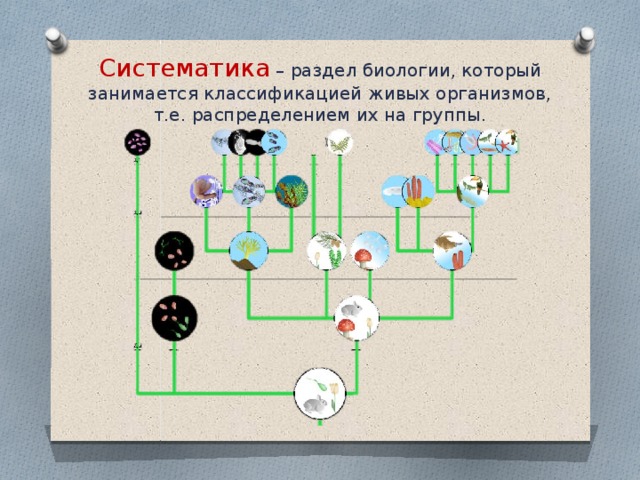 Систематика – раздел биологии, который занимается классификацией живых организмов, т.е. распределением их на группы.