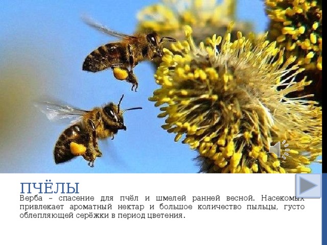 пчёлы Верба – спасение для пчёл и шмелей ранней весной. Насекомых привлекает ароматный нектар и большое количество пыльцы, густо облепляющей серёжки в период цветения.