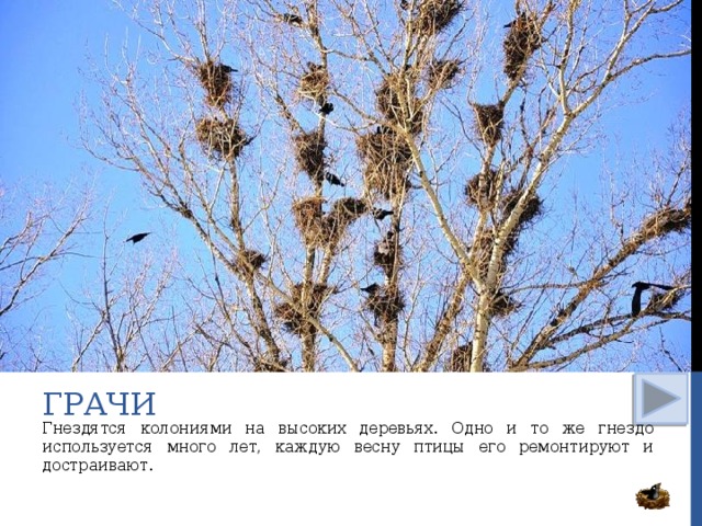 грачи Гнездятся колониями на высоких деревьях. Одно и то же гнездо используется много лет, каждую весну птицы его ремонтируют и достраивают.