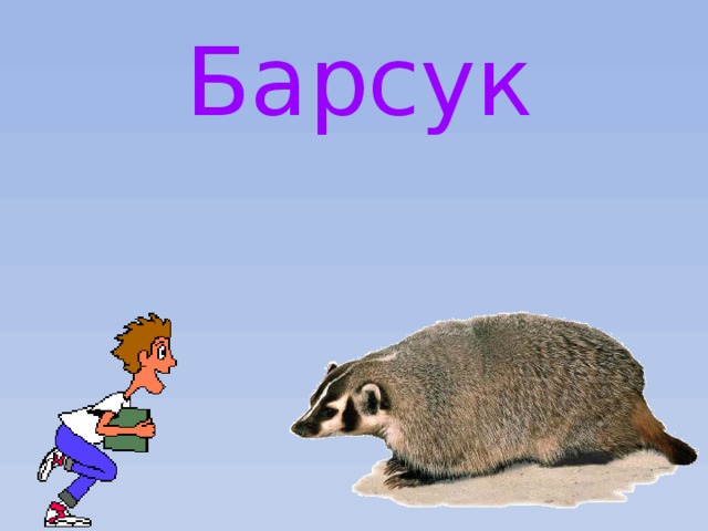 Барсук