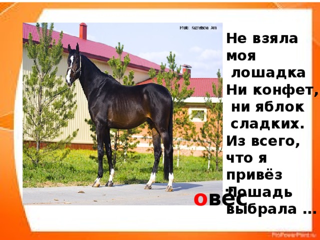 Звуки в слове лошадь. Текст про лошадь на английском. Лошадь ты привез. Слово лошадь на английском. Схема слова лошадь.