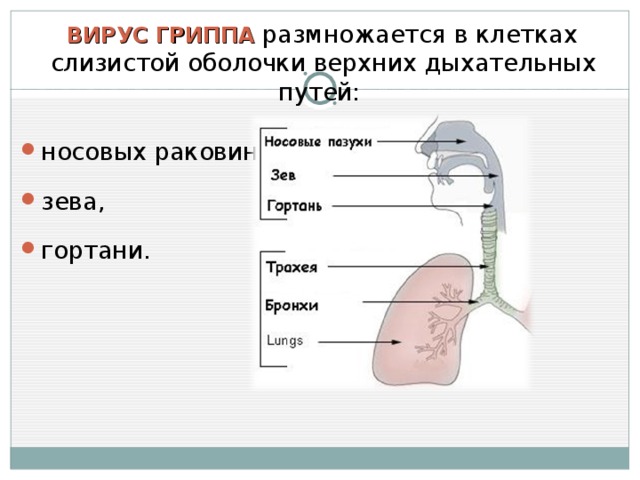 ВИРУС ГРИППА размножается в клетках слизистой оболочки верхних дыхательных путей: