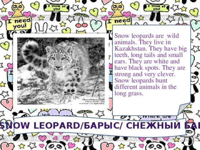 Snow leopards are wild animals. They live in Kazakhstan. They have big teeth, long tails and small ears. They are white and have black spots. They are strong and very clever. Snow leopards hunt different animals in the long grass. A SNOW LEOPARD/БАРЫС/ СНЕЖНЫЙ БАРС
