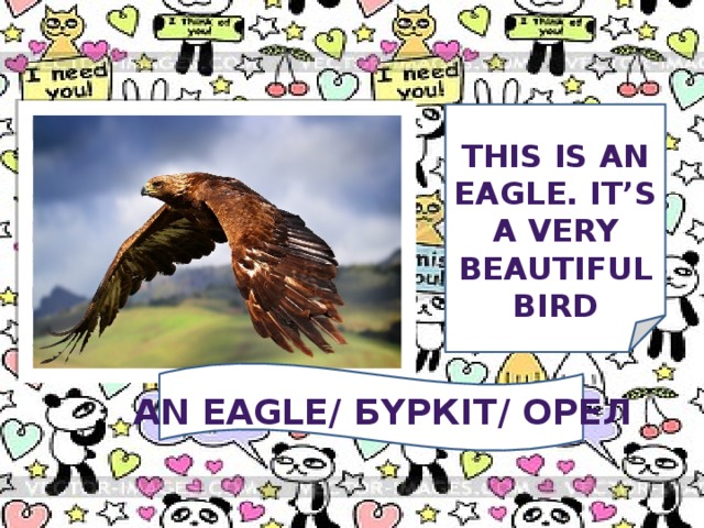 This is an eagle. It’s a very beautiful bird   an EAGLE/ БҮРКІТ/ орел
