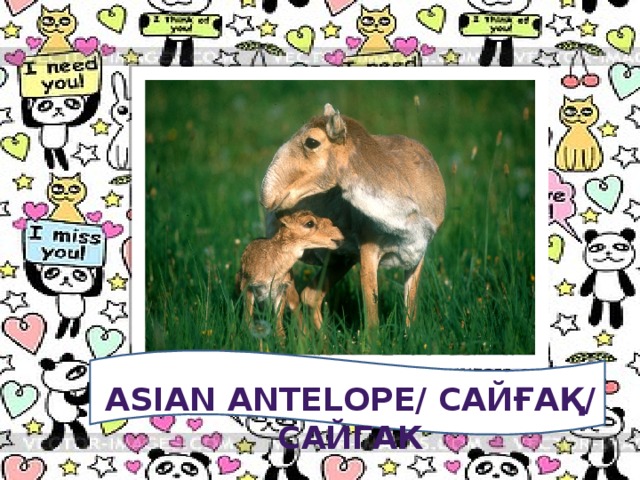 Asian antelope/ сайғақ/ сайгак
