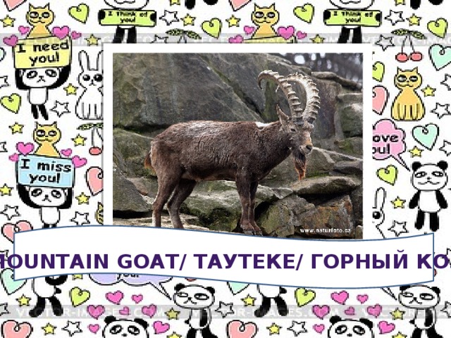 A MOUNTAIN GOAT/ таутеке/ горный козел