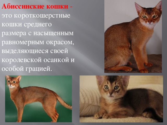 Абиссинские кошки  - это короткошерстные кошки среднего размера с насыщенным равномерным окрасом, выделяющиеся своей королевской осанкой и особой грацией.