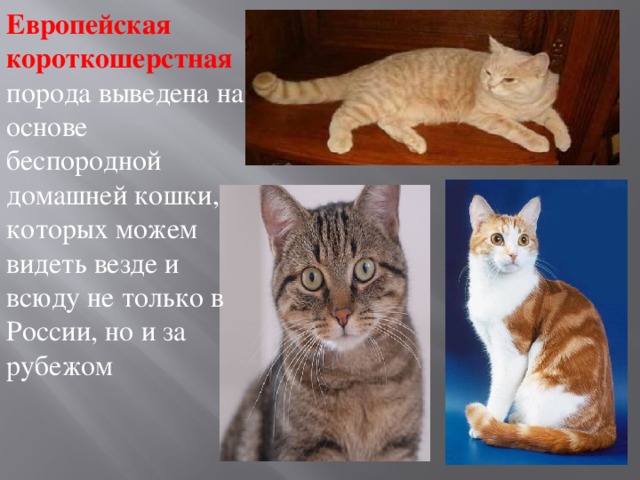 Европейская короткошерстная порода выведена на основе беспородной домашней кошки, которых можем видеть везде и всюду не только в России, но и за рубежом