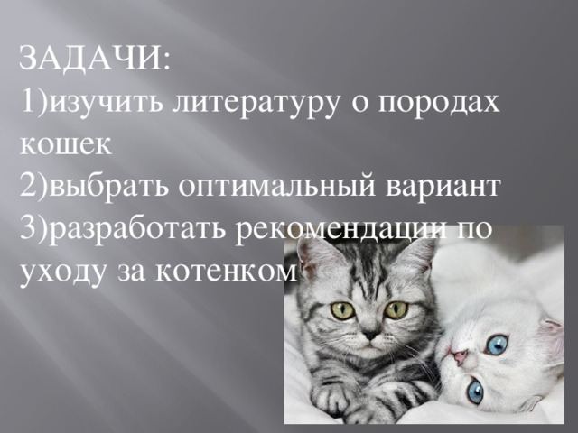 ЗАДАЧИ: 1)изучить литературу о породах кошек 2)выбрать оптимальный вариант 3)разработать рекомендации по уходу за котенком