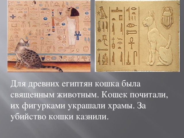 Для древних египтян кошка была священным животным. Кошек почитали, их фигурками украшали храмы. За убийство кошки казнили.