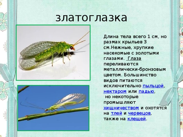 златоглазка Длина тела всего 1 см, но размах крыльев 3 см.Нежные, хрупкие насекомые с золотыми глазами.  Глаза   переливаются металлически-бронзовым цветом. Большинство видов питаются исключительно  пыльцой ,  нектаром   или  падью ,  но некоторые промышляют  хищничеством  и охотятся на  тлей  и червецов , также на  клещей .