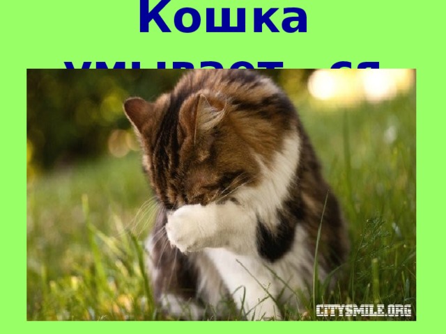 Кошка умывает…ся