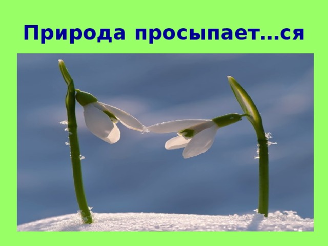 Природа просыпает…ся