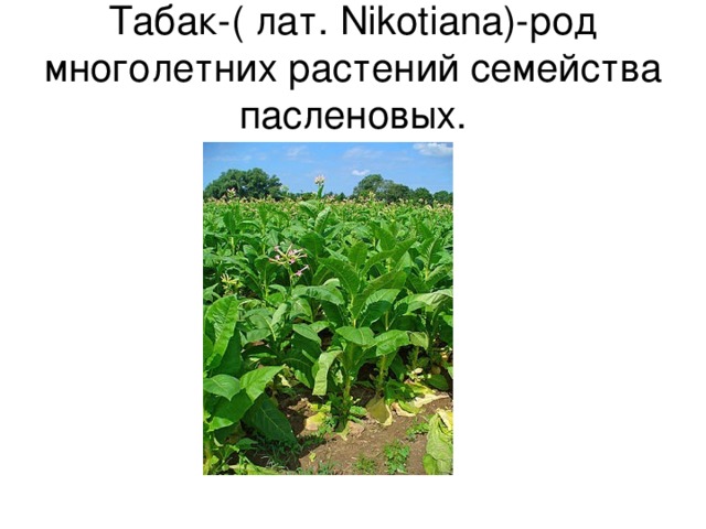 Табак-( лат. Nikotiana)- род многолетних растений семейства пасленовых.