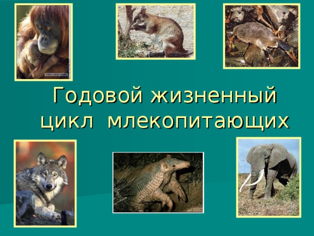 Годовой жизненный цикл млекопитающих