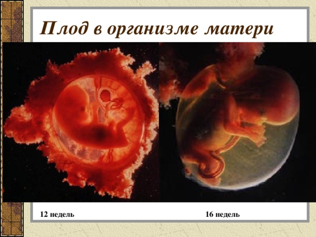 Плод в организме матери 12 недель 16 недель