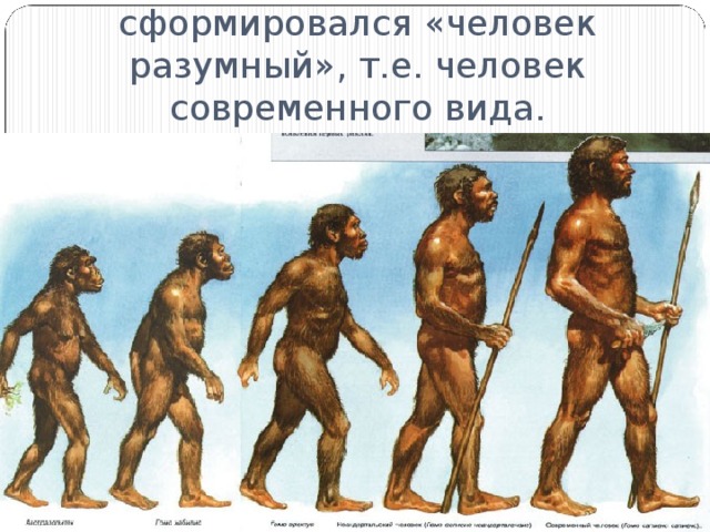 Около 150 тыс. лет назад сформировался «человек разумный», т.е. человек современного вида.