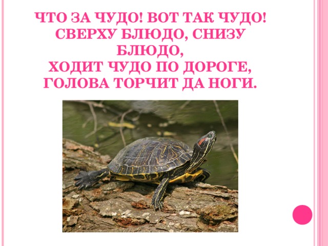 ЧТО ЗА ЧУДО! ВОТ ТАК ЧУДО!  СВЕРХУ БЛЮДО, СНИЗУ БЛЮДО,  ХОДИТ ЧУДО ПО ДОРОГЕ,  ГОЛОВА ТОРЧИТ ДА НОГИ.