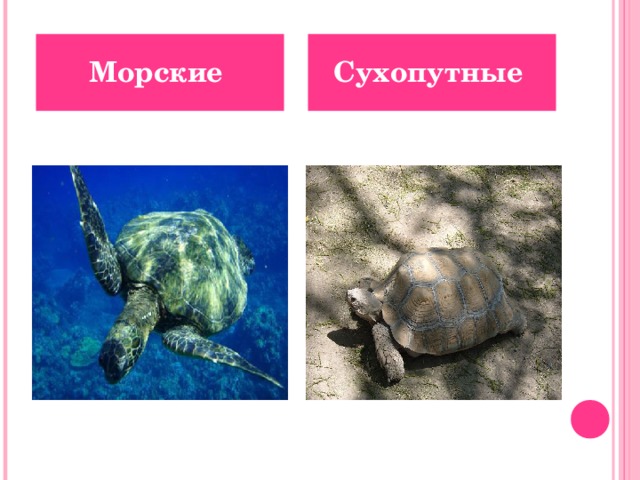 Морские Сухопутные