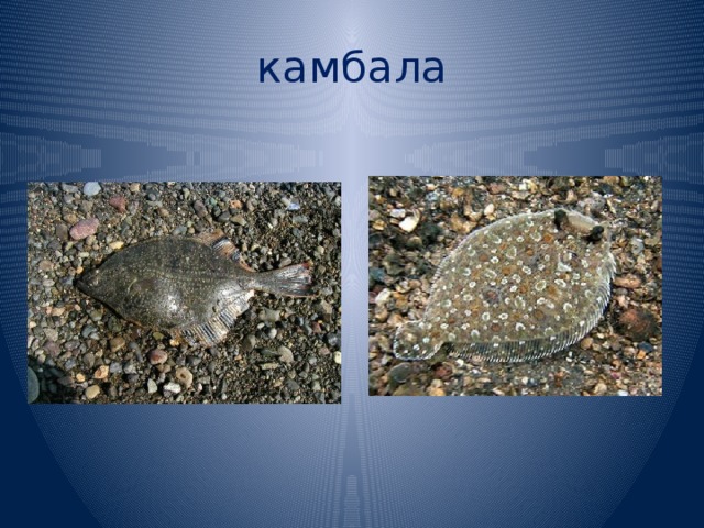 камбала