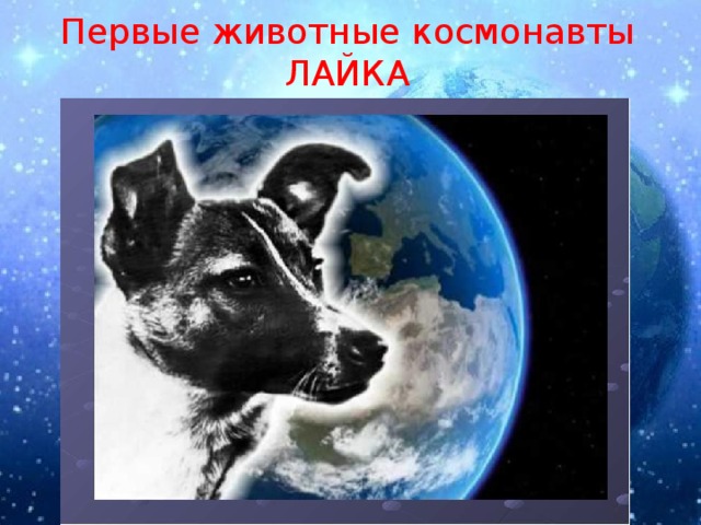 Первые животные космонавты ЛАЙКА