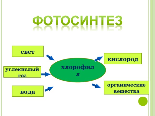 свет кислород хлорофилл углекислый газ органические вещества вода