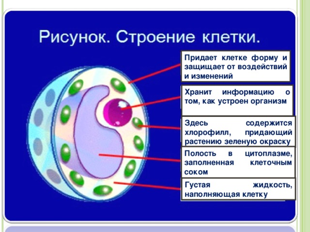 Придает клетке форму и защищает от воздействий и изменений Хранит информацию о том, как устроен организм  Здесь содержится хлорофилл, придающий растению зеленую окраску ХЛОРОПЛАСТЫ Полость в цитоплазме, заполненная клеточным соком  Густая жидкость, наполняющая клетку