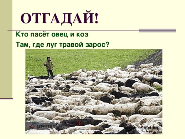 ОТГАДАЙ! Кто пасёт овец и коз Там, где луг травой зарос?