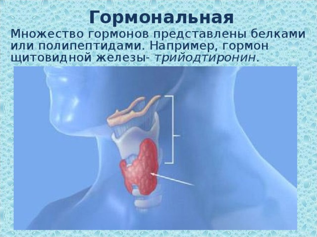 Гормональная Множество гормонов представлены белками или полипептидами. Например, гормон щитовидной железы- трийодтиронин .