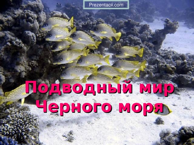Prezentacii.com Подводный мир Черного моря