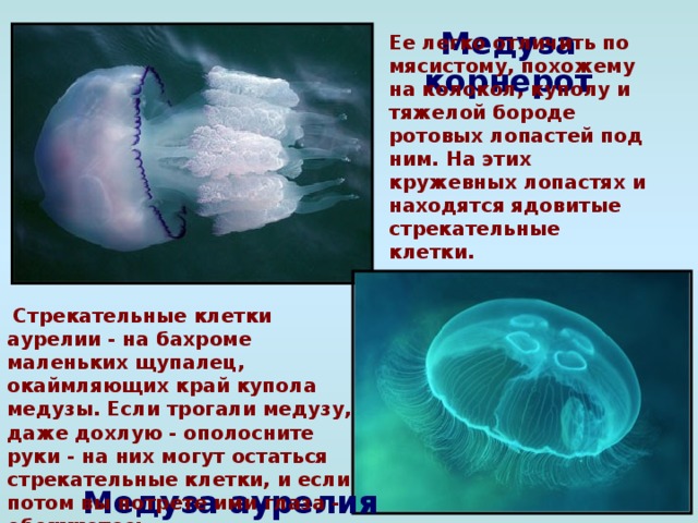 Медуза корнерот Ее легко отличить по мясистому, похожему на колокол, куполу и тяжелой бороде ротовых лопастей под ним. На этих кружевных лопастях и находятся ядовитые стрекательные клетки.  Стрекательные клетки аурелии - на бахроме маленьких щупалец, окаймляющих край купола медузы. Если трогали медузу, даже дохлую - ополосните руки - на них могут остаться стрекательные клетки, и если потом вы потрете ими глаза - обожжетесь. Медуза аурелия
