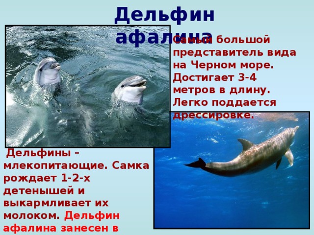 Дельфин афалина Самый большой представитель вида на Черном море. Достигает 3-4 метров в длину. Легко поддается дрессировке.  Дельфины – млекопитающие. Самка рождает 1-2-х детенышей и выкармливает их молоком. Дельфин афалина занесен в международную Красную книгу.
