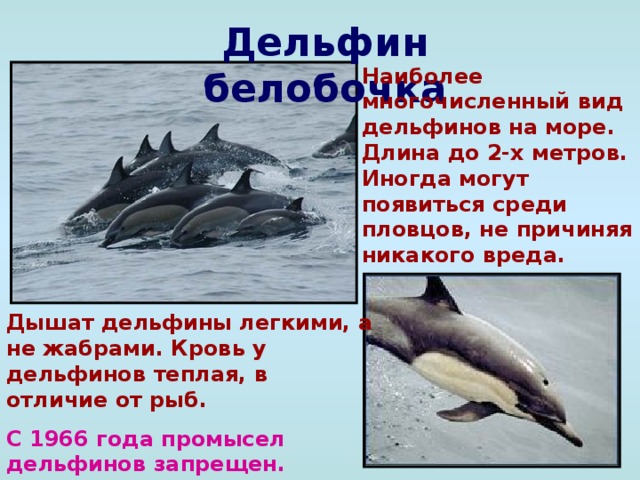 Дельфин белобочка Наиболее многочисленный вид дельфинов на море. Длина до 2-х метров. Иногда могут появиться среди пловцов, не причиняя никакого вреда. Дышат дельфины легкими, а не жабрами. Кровь у дельфинов теплая, в отличие от рыб. С 1966 года промысел дельфинов запрещен.