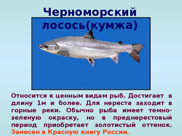 Черноморский лосось(кумжа) Относится к ценным видам рыб. Достигает в длину 1м и более. Для нереста заходит в горные реки. Обычно рыба имеет темно-зеленую окраску, но в преднерестовый период приобретает золотистый оттенок. Занесен в Красную книгу России.