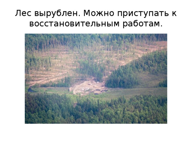 Лес вырублен. Можно приступать к восстановительным работам.