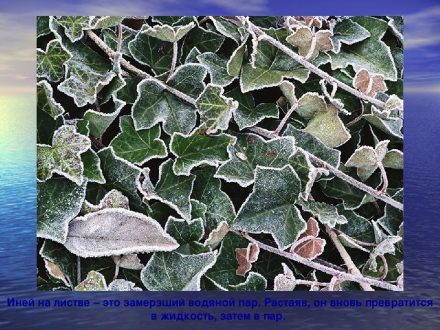 Иней на листве – это замерзший водяной пар. Растаяв, он вновь превратится в жидкость, затем в пар.