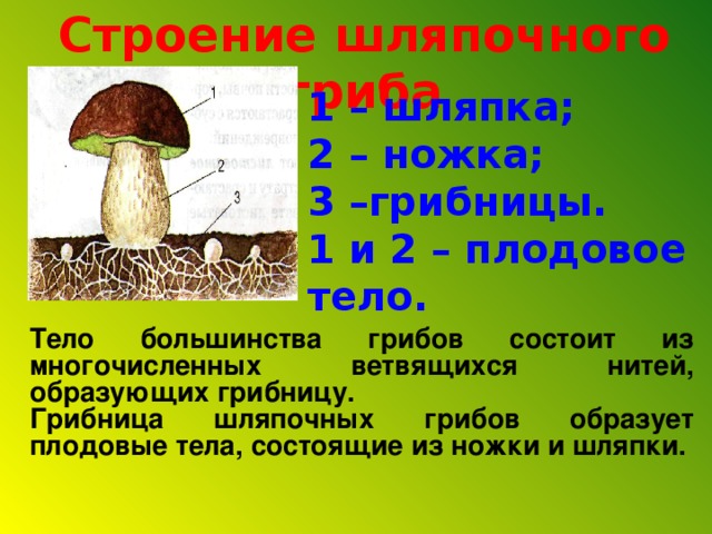 Строение шляпочного гриба 1 – шляпка; 2 – ножка; 3 –грибницы. 1 и 2 – плодовое тело.   Тело большинства грибов состоит из многочисленных ветвящихся нитей, образующих грибницу. Грибница шляпочных грибов образует плодовые тела, состоящие из ножки и шляпки.