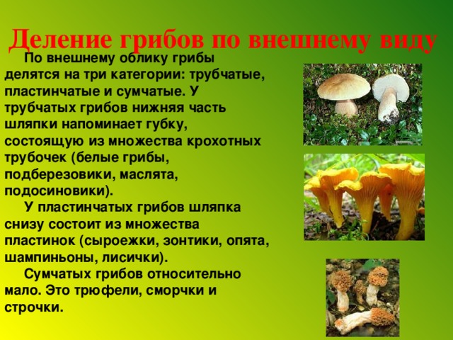 Деление грибов по внешнему виду  По внешнему облику грибы делятся на три категории: трубчатые, пластинчатые и сумчатые. У трубчатых грибов нижняя часть шляпки напоминает губку, состоящую из множества крохотных трубочек (белые грибы, подберезовики, маслята, подосиновики).  У пластинчатых грибов шляпка снизу состоит из множества пластинок (сыроежки, зонтики, опята, шампиньоны, лисички).  Сумчатых грибов относительно мало. Это трюфели, сморчки и строчки.