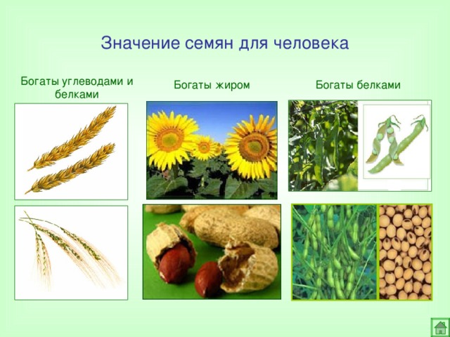 Значение семян для человека Богаты углеводами и белками Богаты жиром Богаты белками
